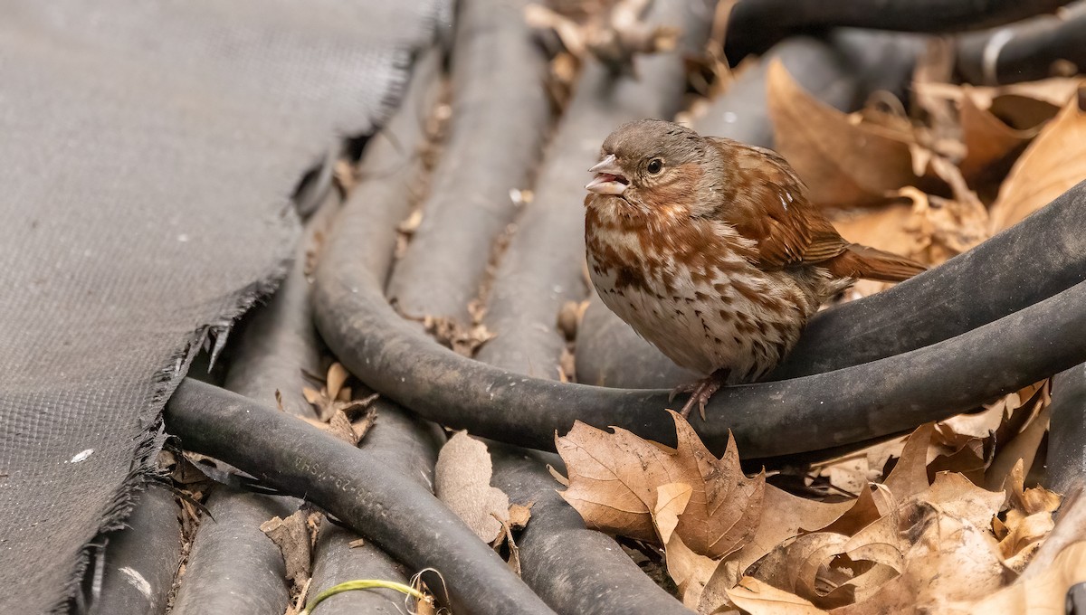 Fox Sparrow - ML614702392