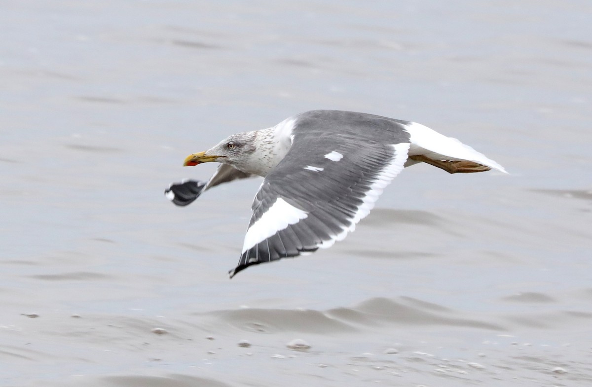 Lesser Black-backed Gull - Jeff Stetson