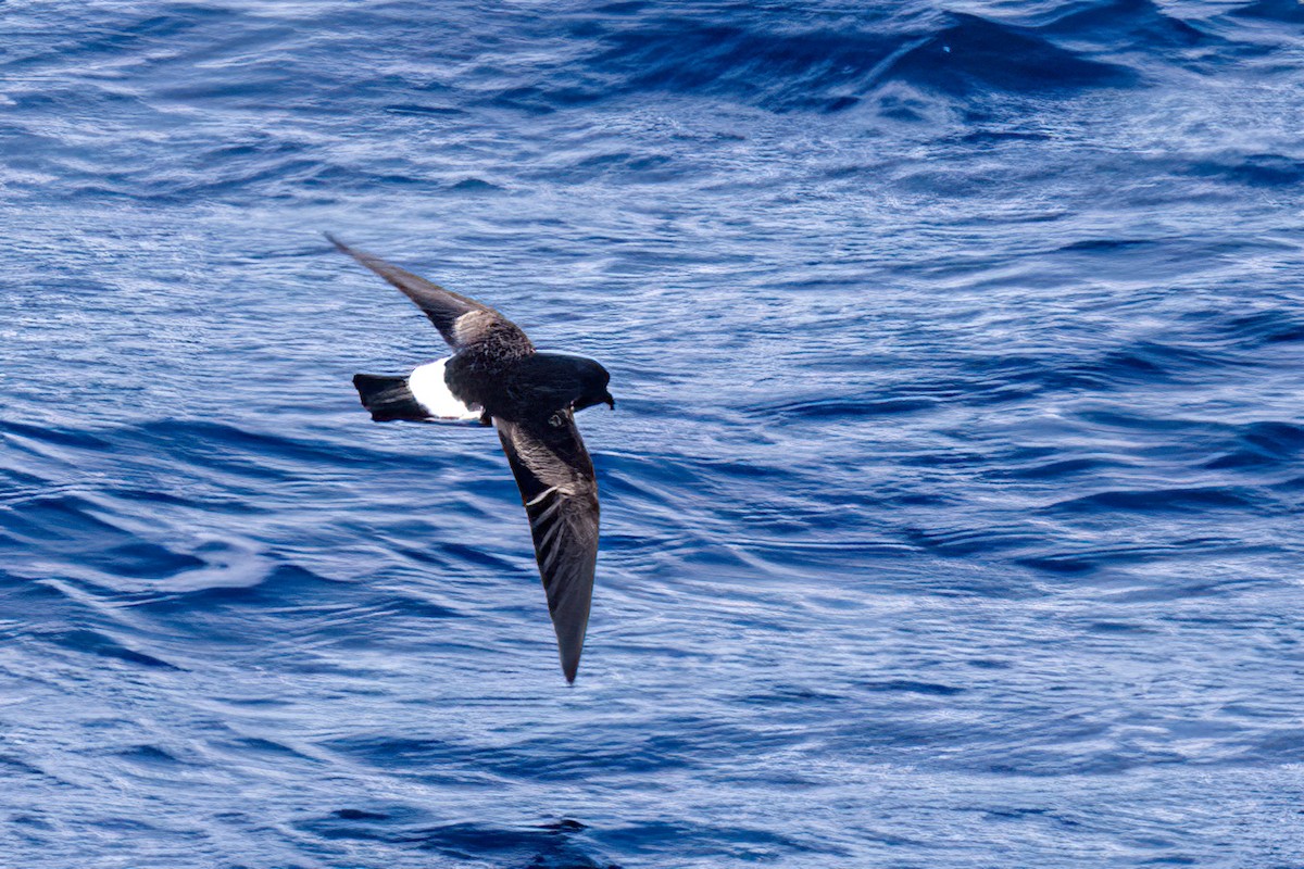 Wilson's Storm-Petrel - ML614702409