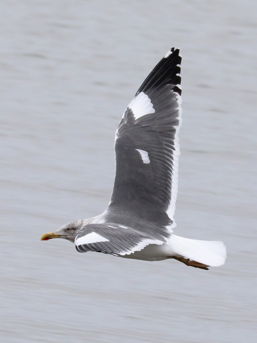 Lesser Black-backed Gull - ML614702413