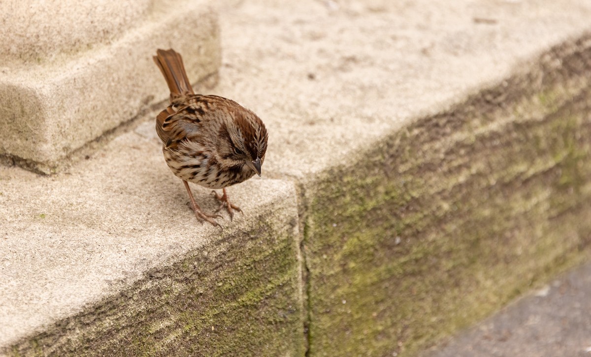 Song Sparrow - ML614702414