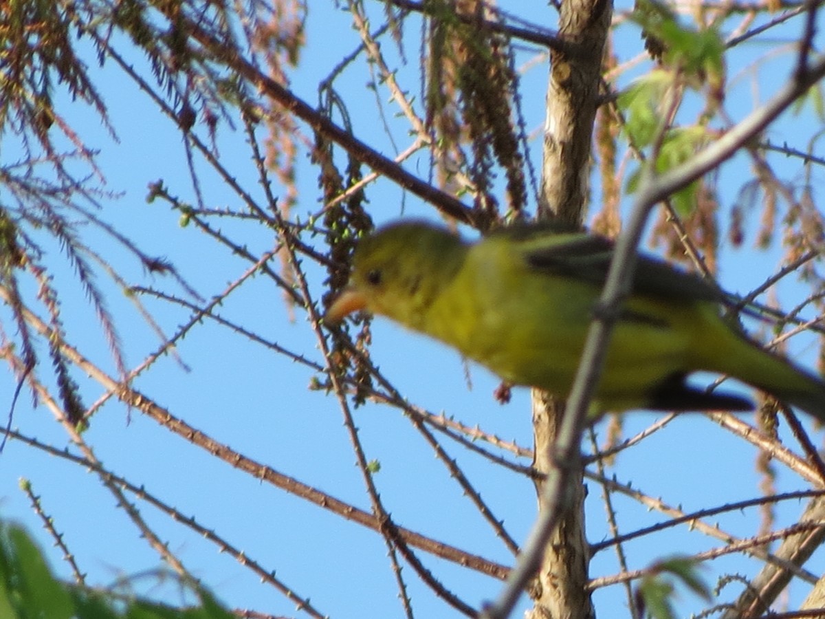 Western Tanager - ML614702424