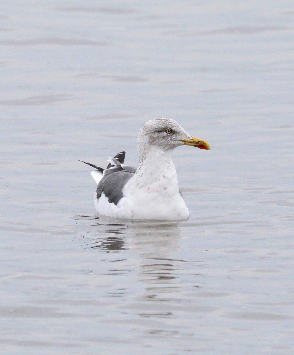 Lesser Black-backed Gull - ML614702428