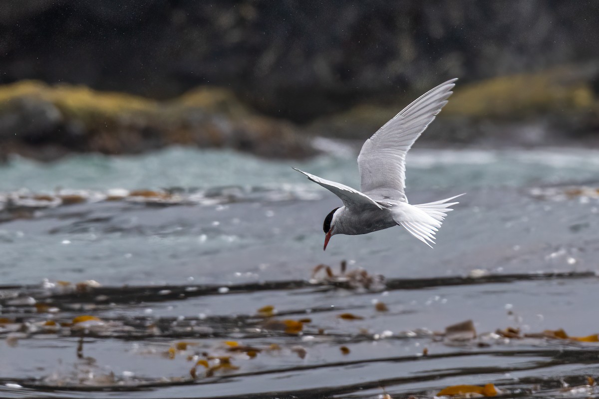 Antarctic Tern - ML614702533