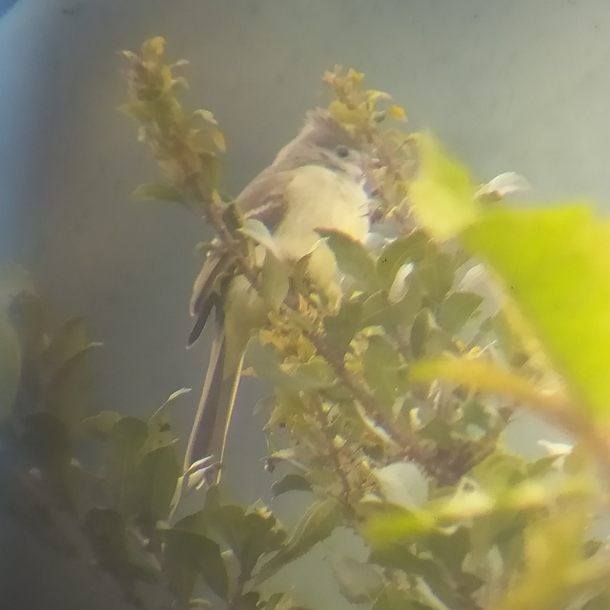 Yellow-bellied Elaenia - ML614702565