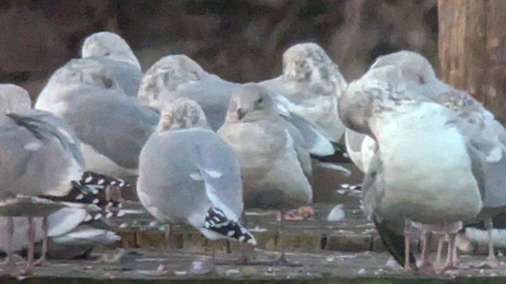 Glaucous-winged Gull - Tom Auer