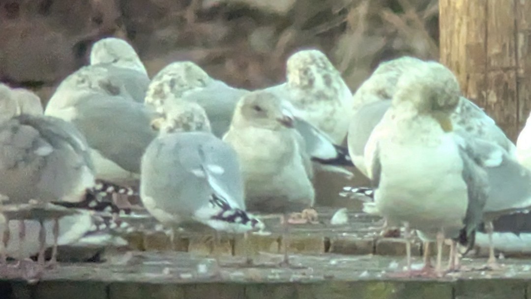 Glaucous-winged Gull - Tom Auer