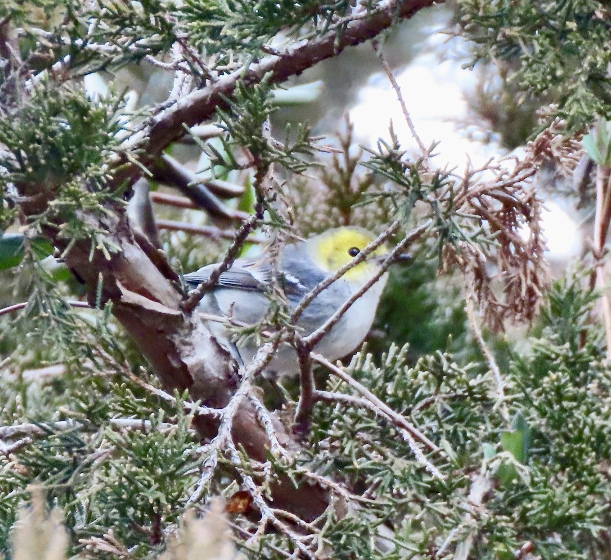 Hermit Warbler - ML614702666