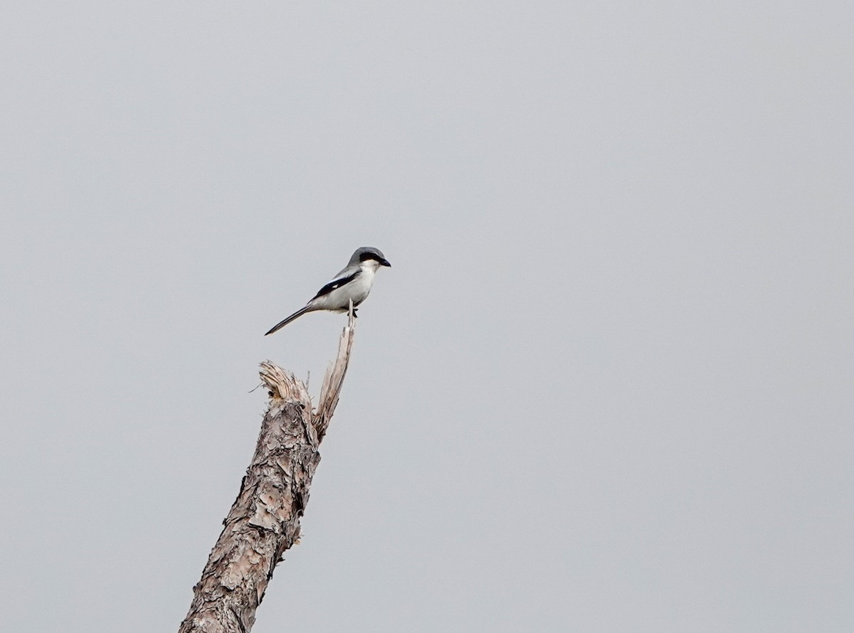 Loggerhead Shrike - ML614702679