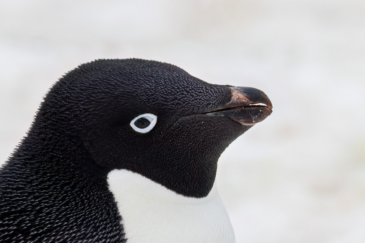 Adelie Penguin - Martine Stolk