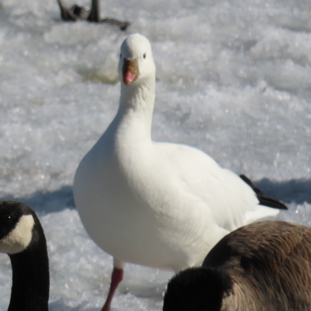 Ross's Goose - ML614702823