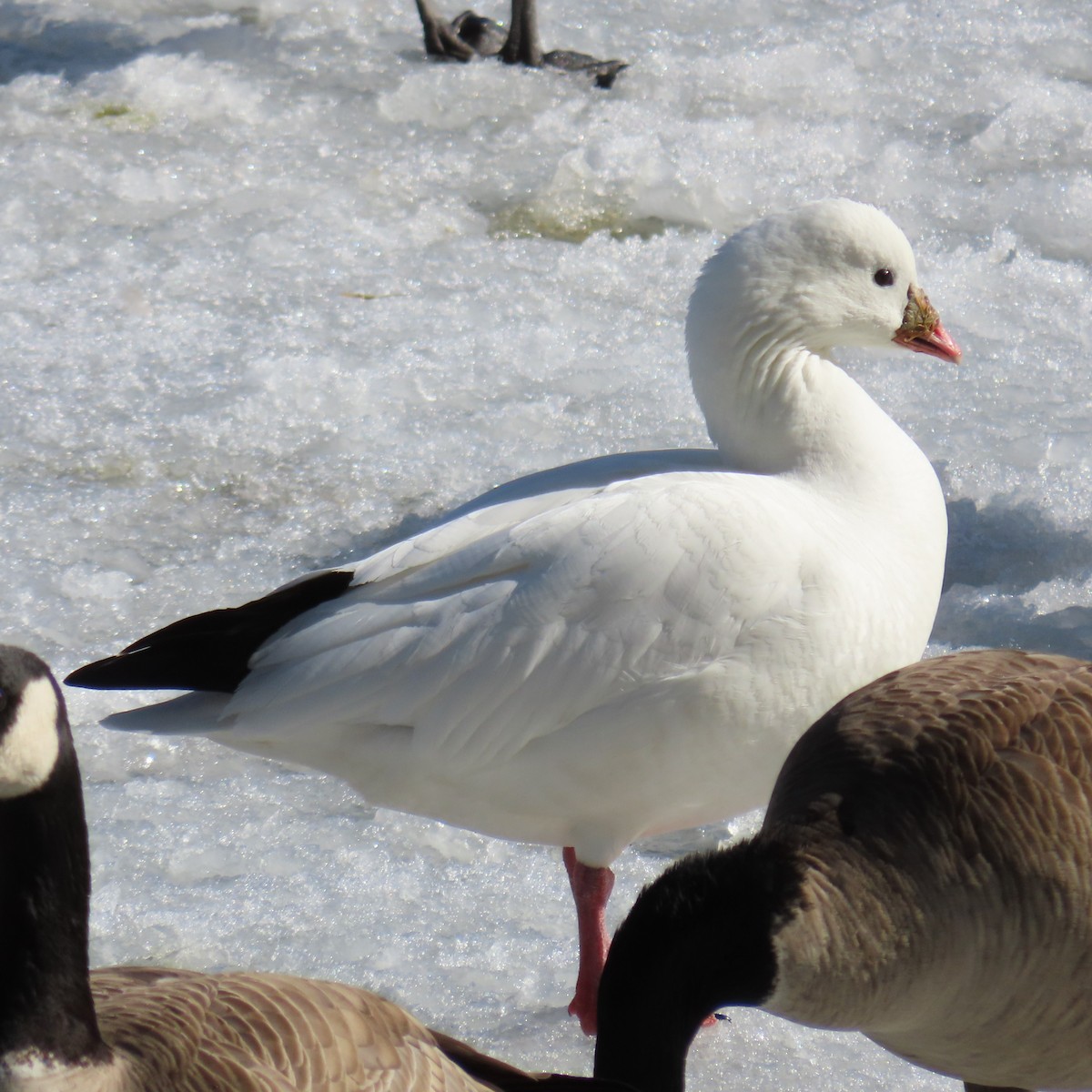 Ross's Goose - ML614702825