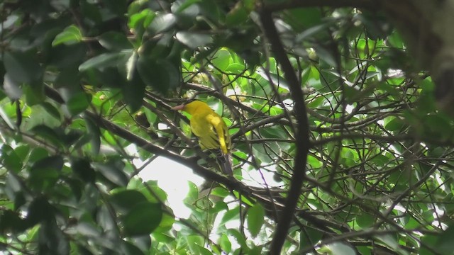 Black-naped Oriole - ML614702826