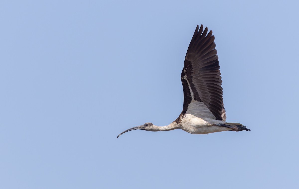 Straw-necked Ibis - Ian Davies