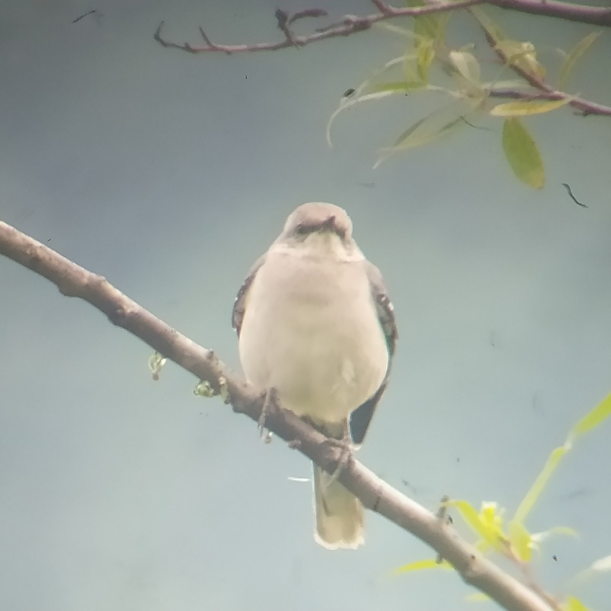 Tropical Kingbird - ML614703019