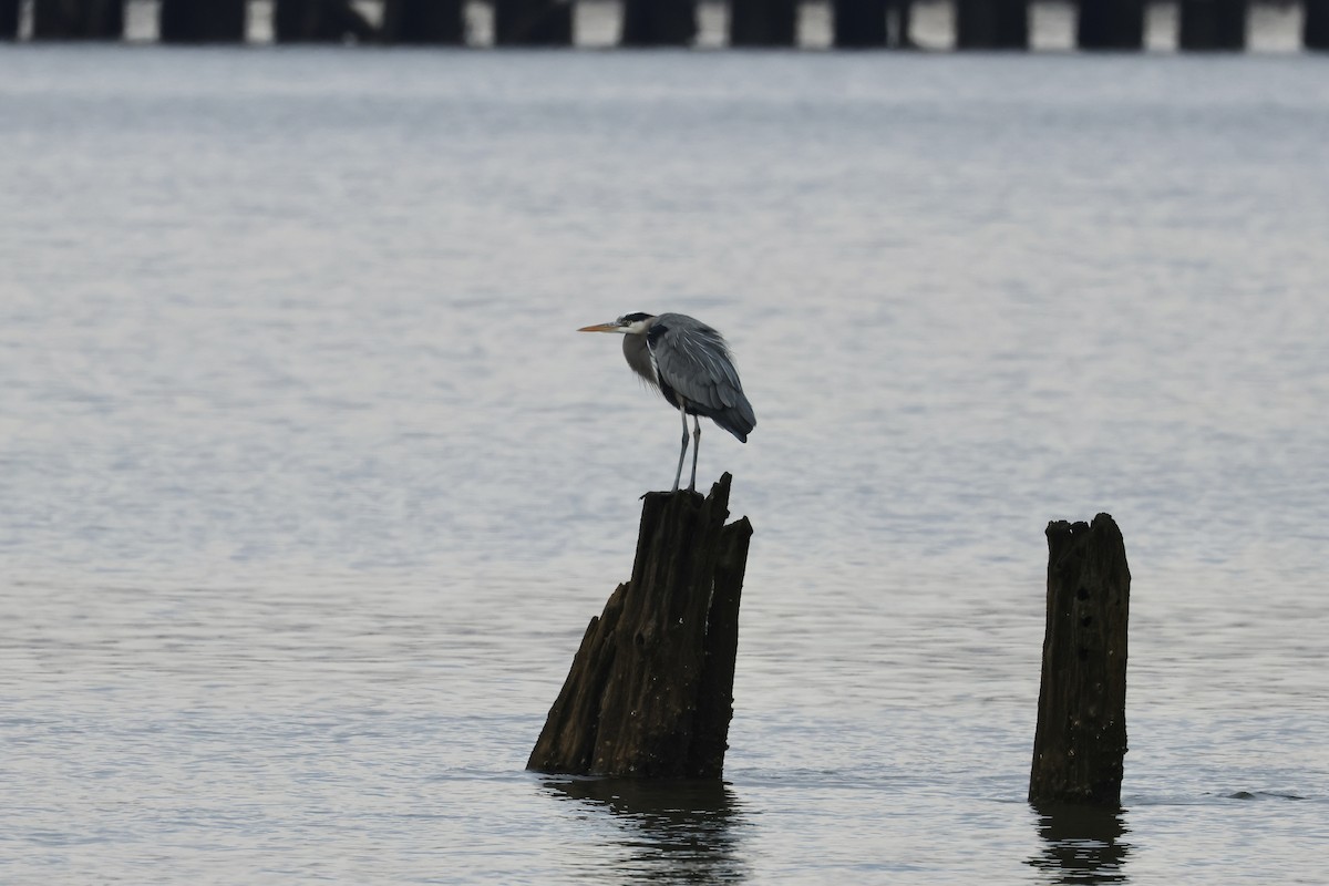 Great Blue Heron - ML614703032