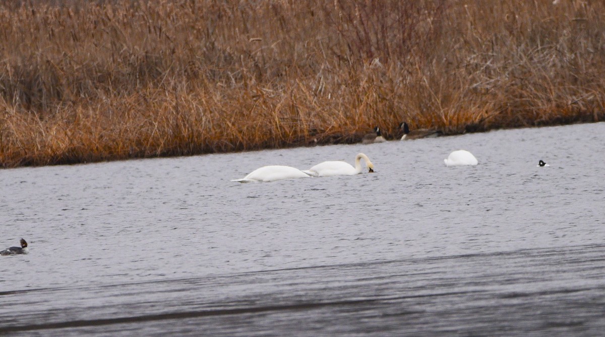 Mute Swan - ML614703070