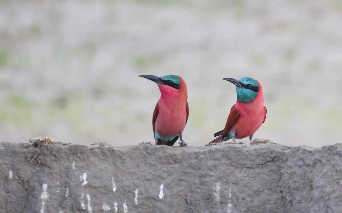 Northern Carmine Bee-eater - Dominic Rollinson - Birding Ecotours