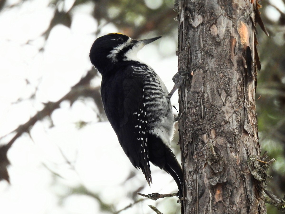 Black-backed Woodpecker - ML614703106