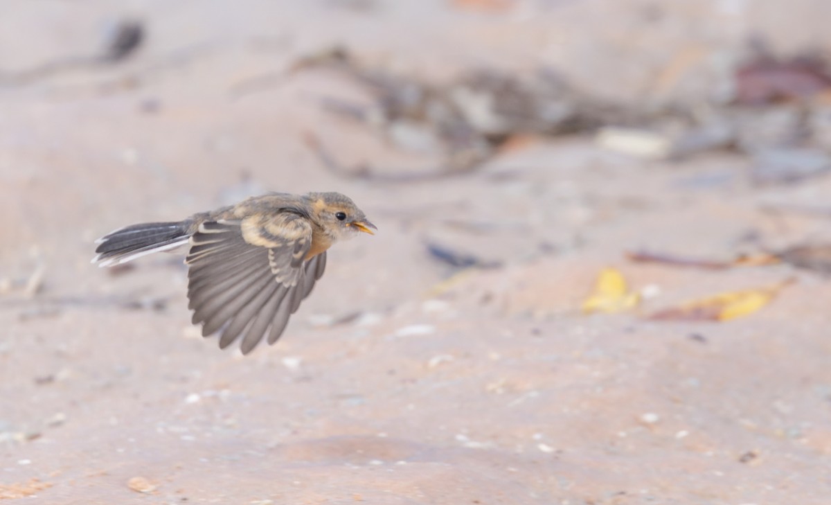 Mangrove Fantail - ML614703291