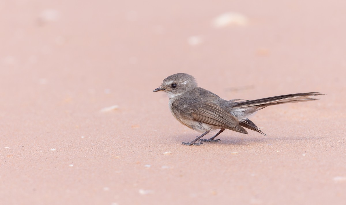 Mangrove Fantail - Ian Davies