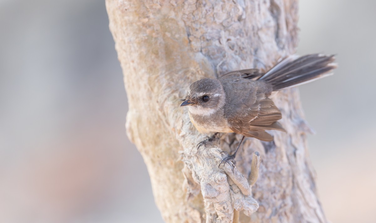 Mangrove Fantail - Ian Davies