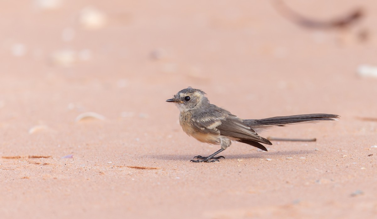 Mangrove Fantail - ML614703294