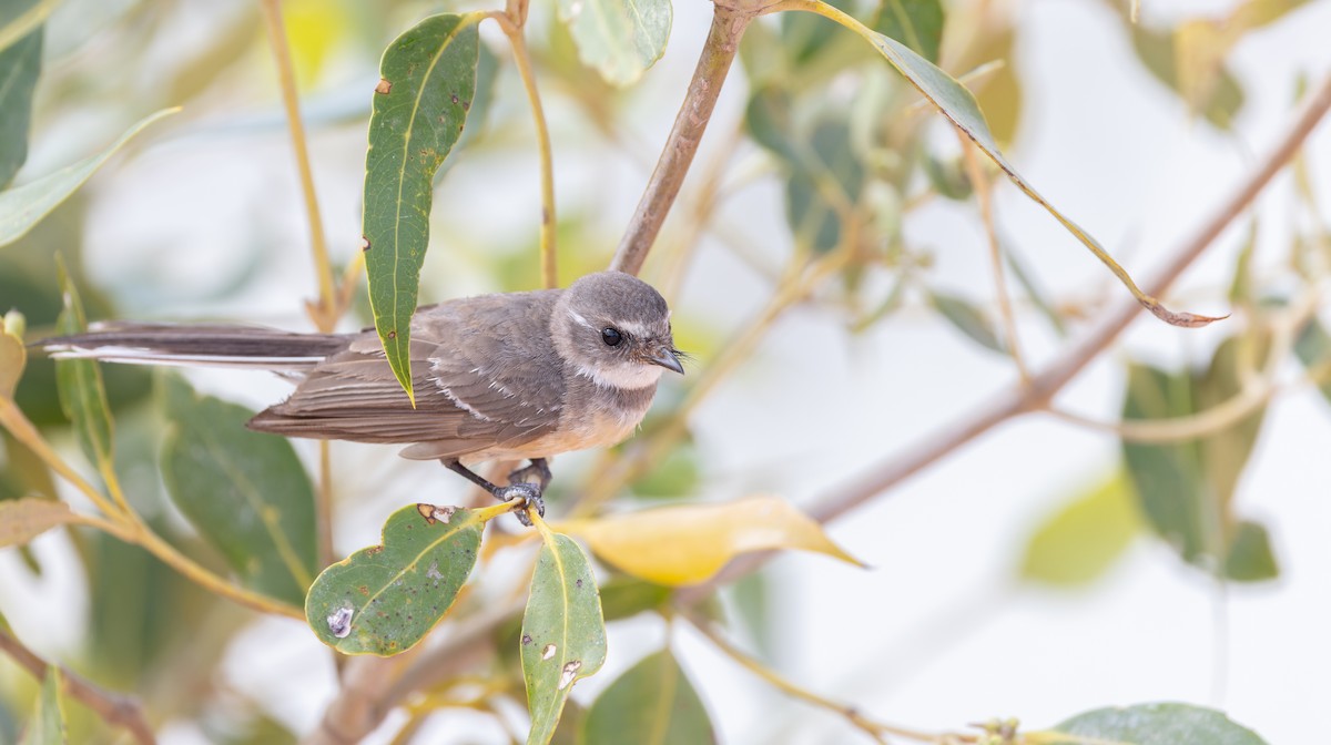 Mangrove Fantail - ML614703295