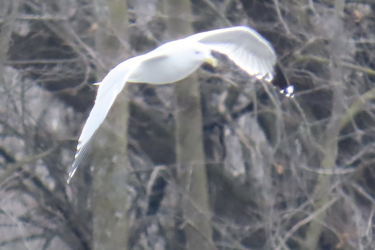 Herring Gull - ML614703393