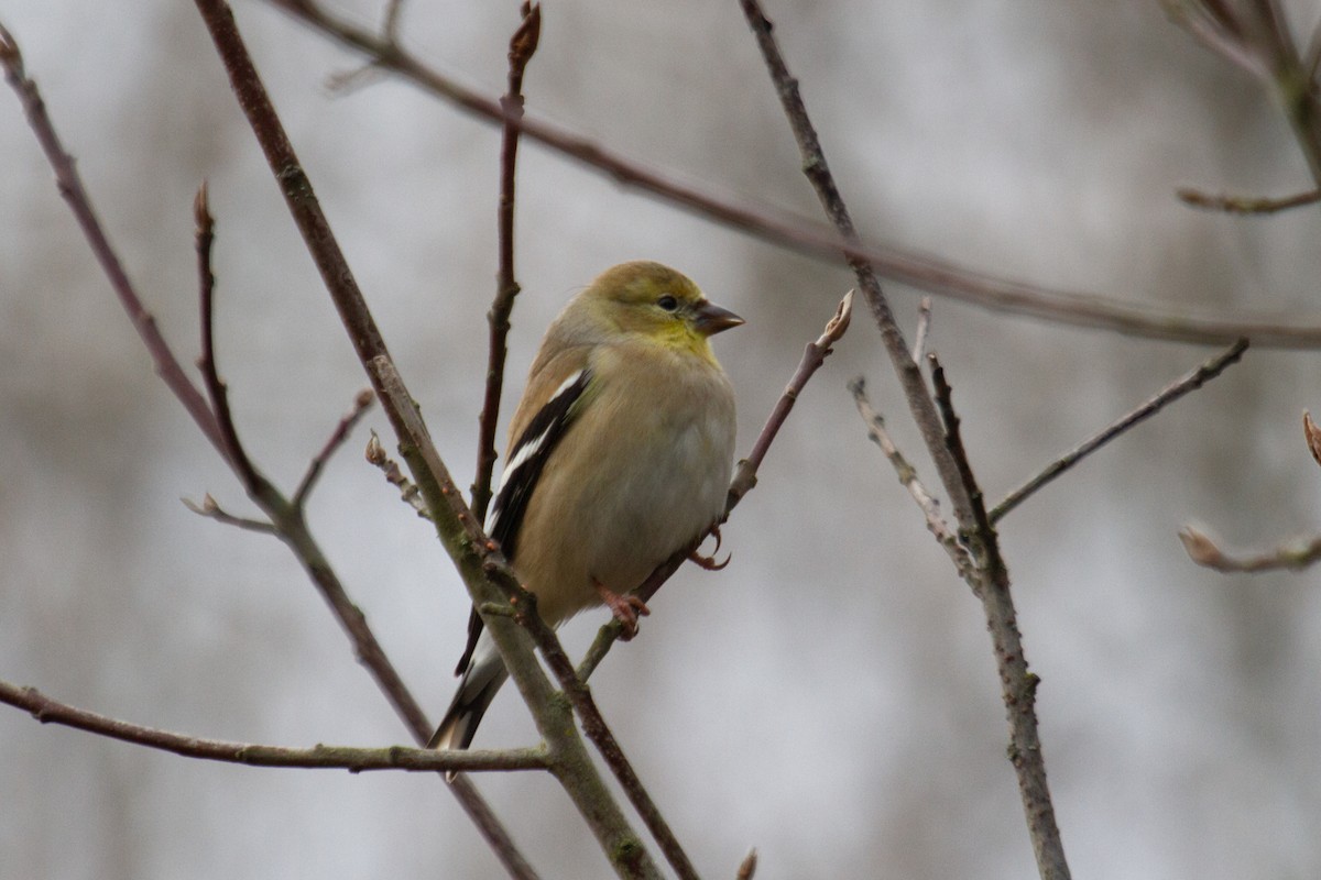 American Goldfinch - Craig Tumer