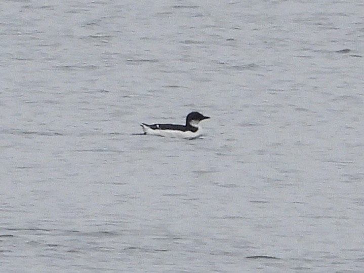 Thick-billed Murre - ML614703448