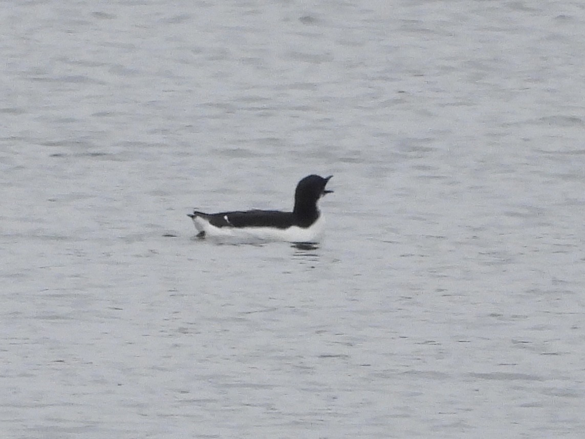 Thick-billed Murre - ML614703449
