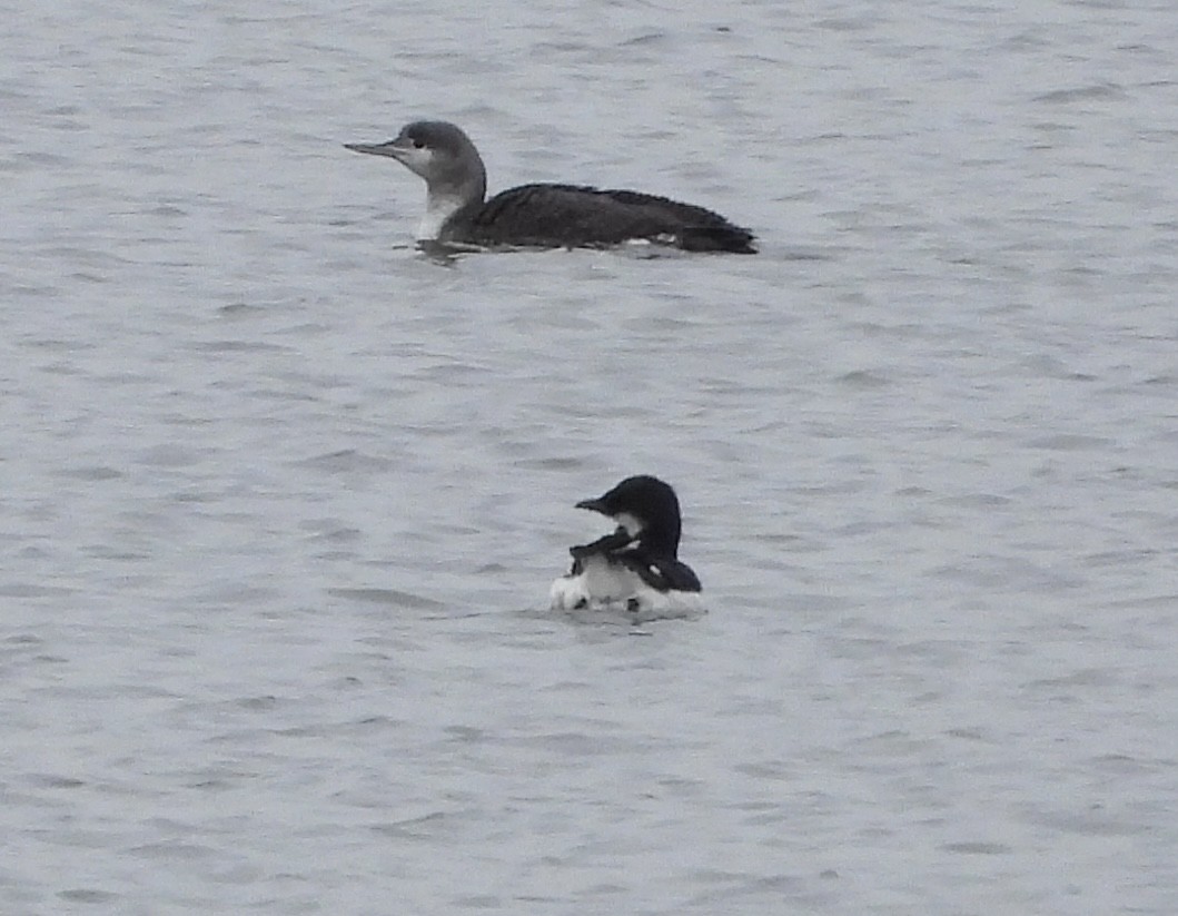 Thick-billed Murre - ML614703451