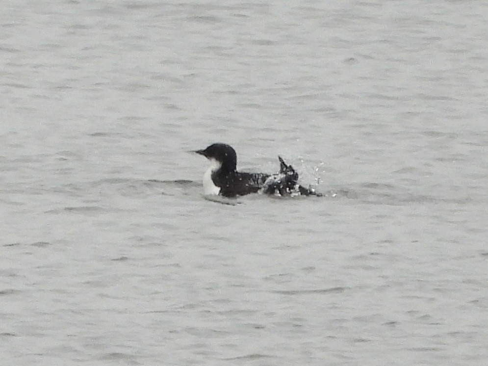 Thick-billed Murre - ML614703452