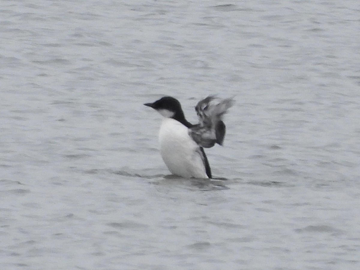 Thick-billed Murre - ML614703453