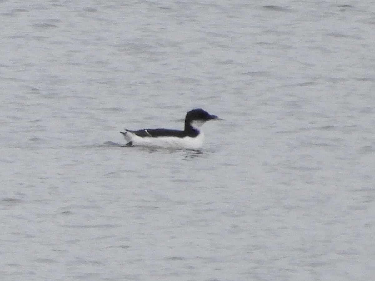 Thick-billed Murre - ML614703454