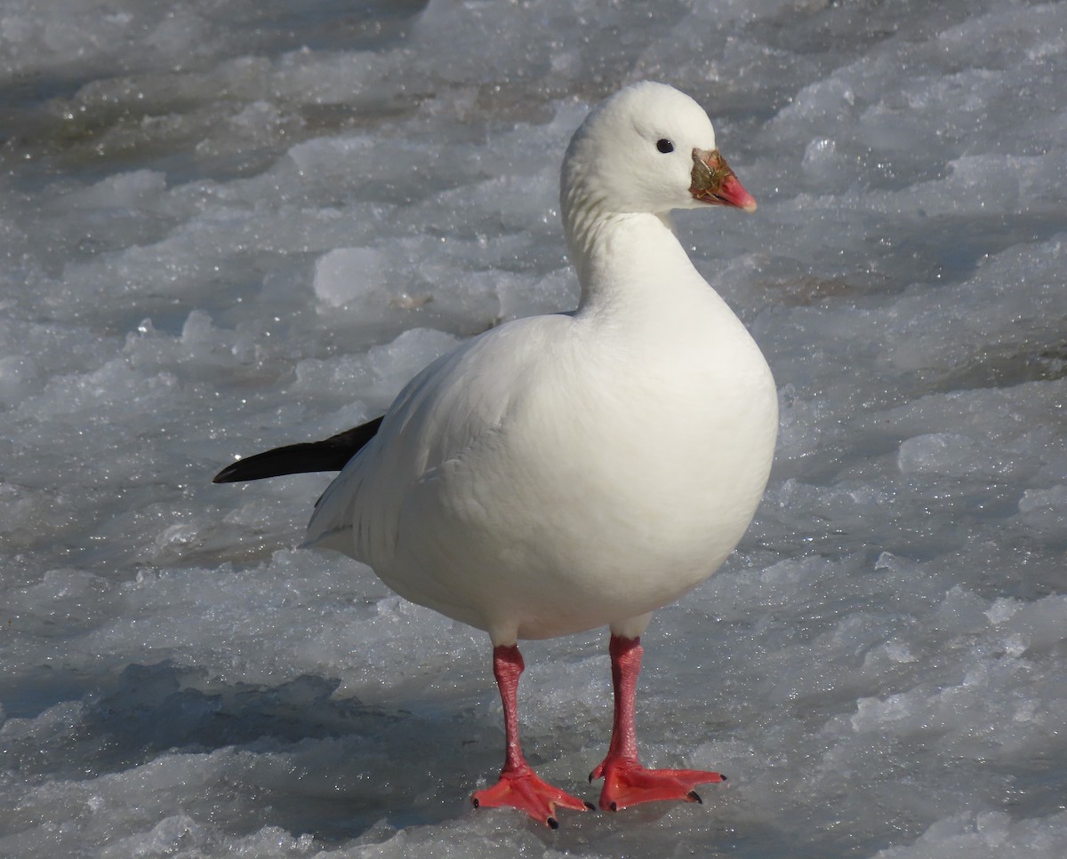 Ross's Goose - ML614703532