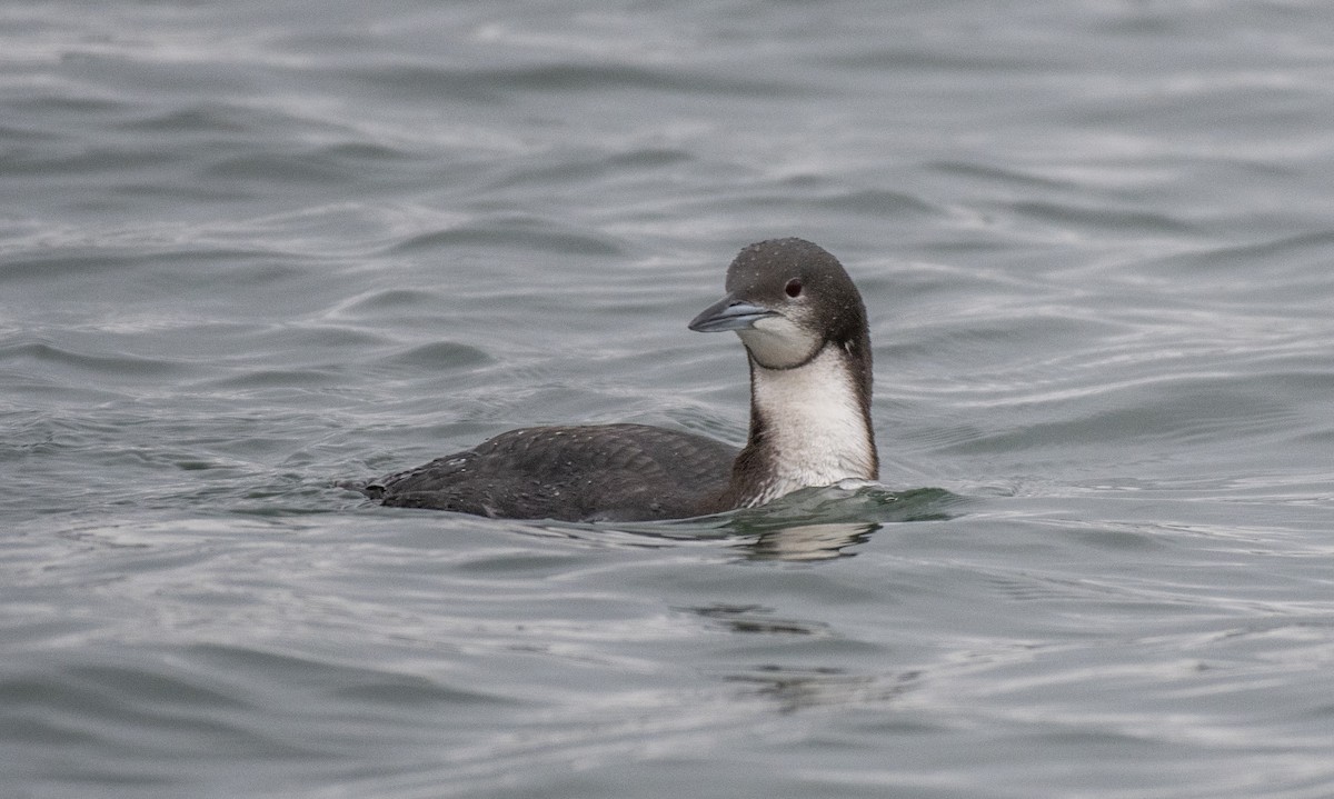 Pacific Loon - ML614703571