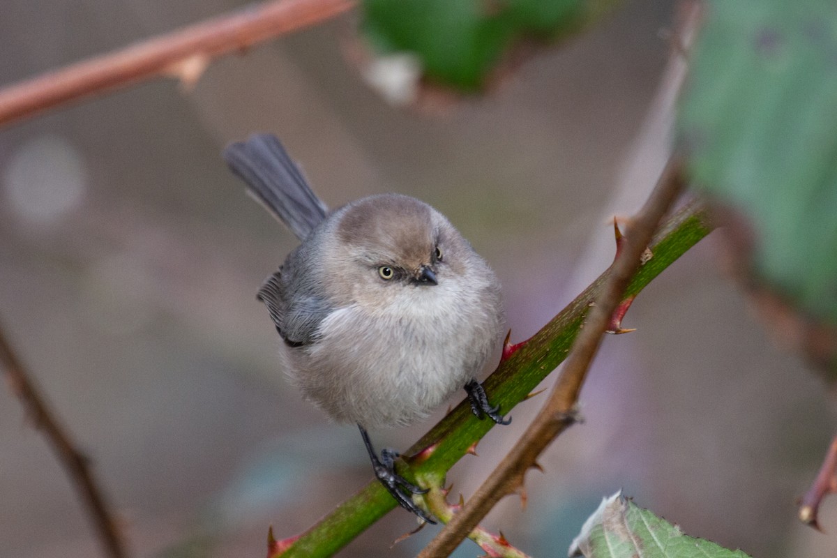 Bushtit - Craig Tumer