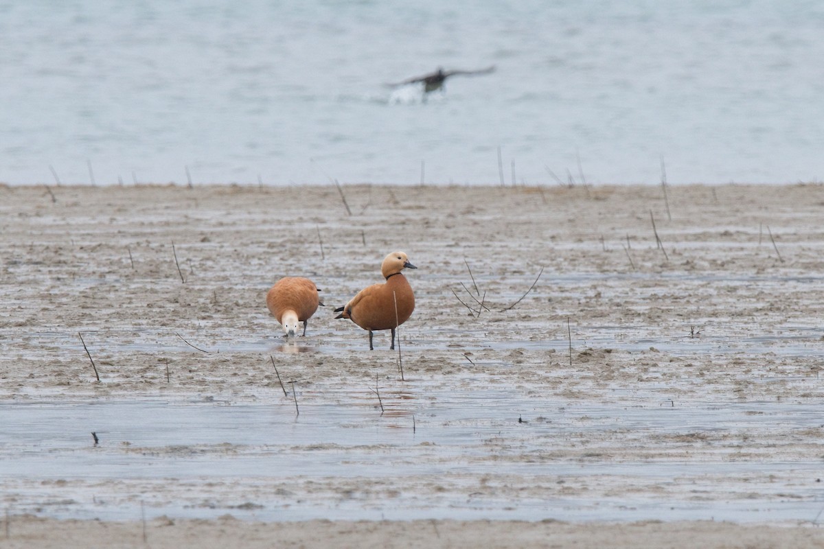 Ruddy Shelduck - ML614703623