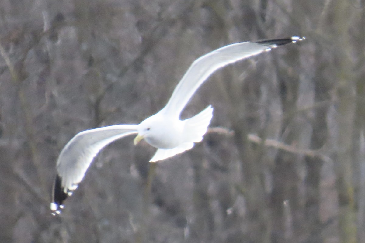 Herring Gull - ML614703628