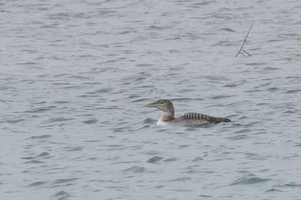 Yellow-billed Loon - ML614703632