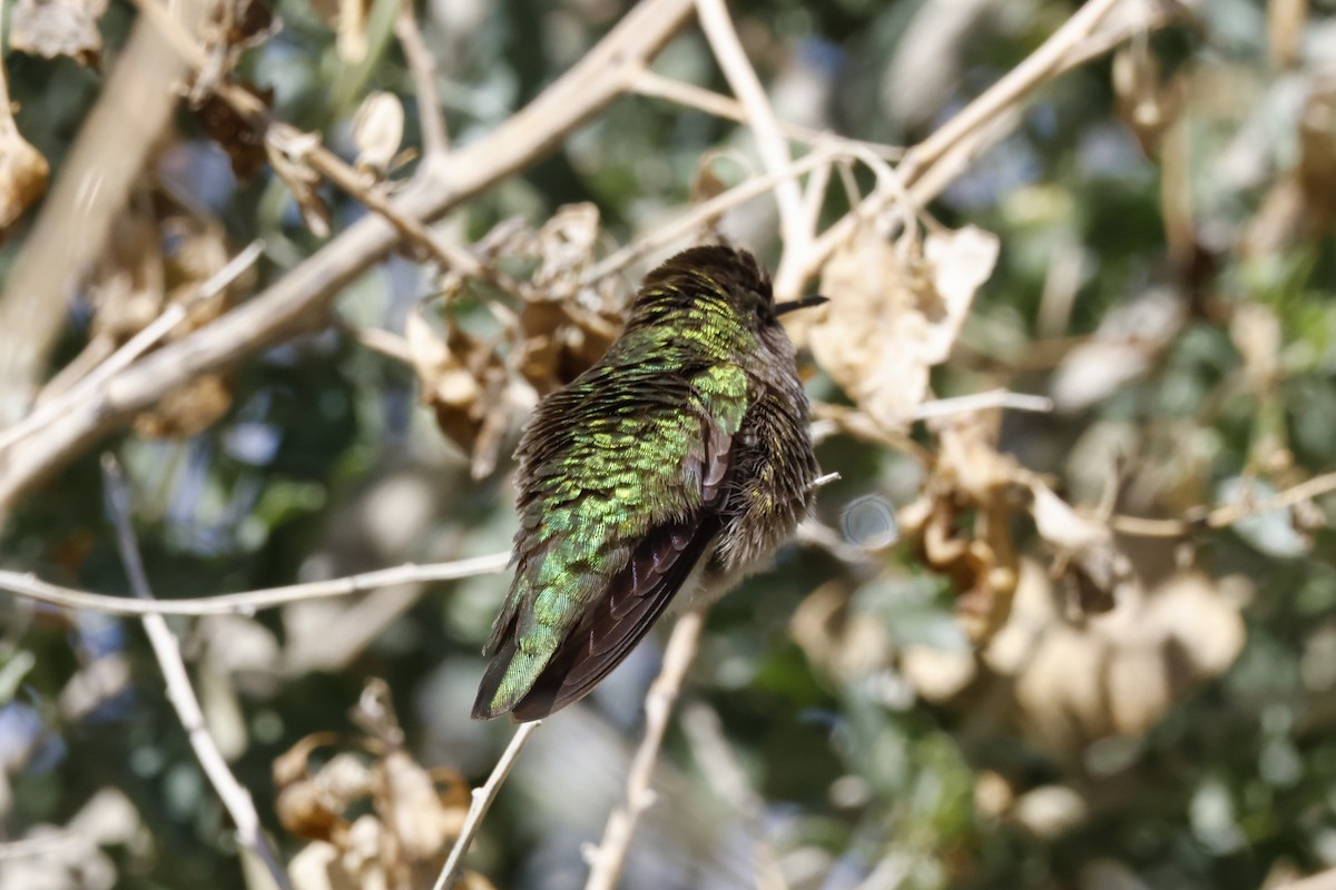 Costa's Hummingbird - ML614703644