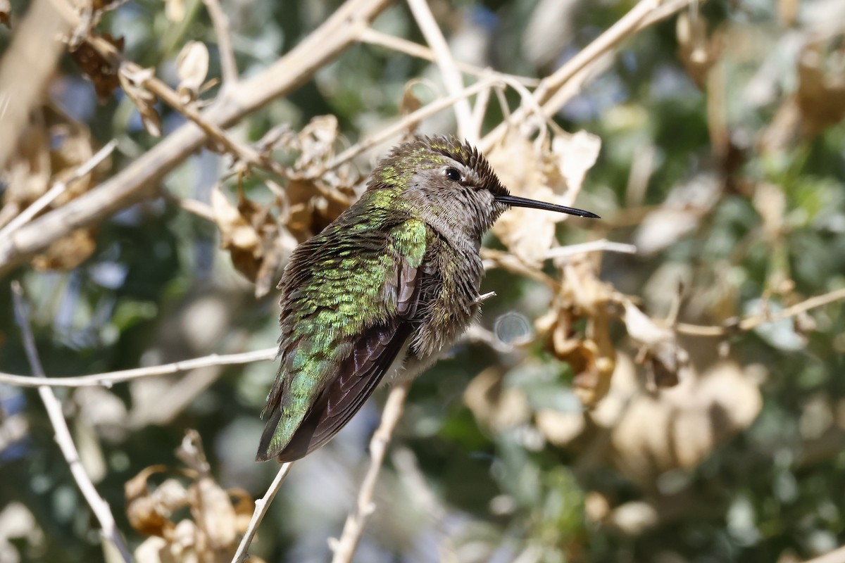Costa's Hummingbird - ML614703645