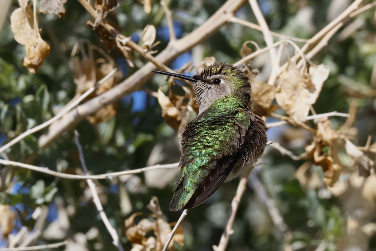 Costa's Hummingbird - ML614703646