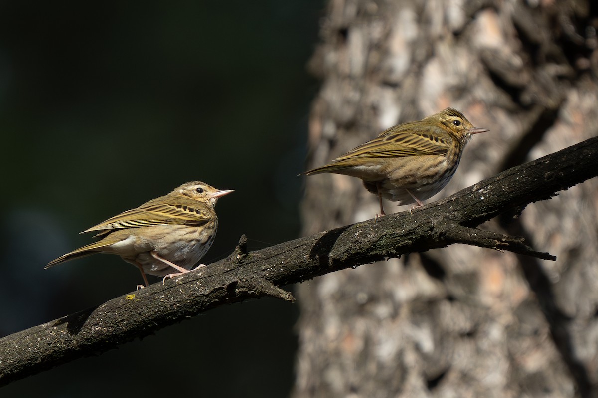 Olive-backed Pipit - ML614703661