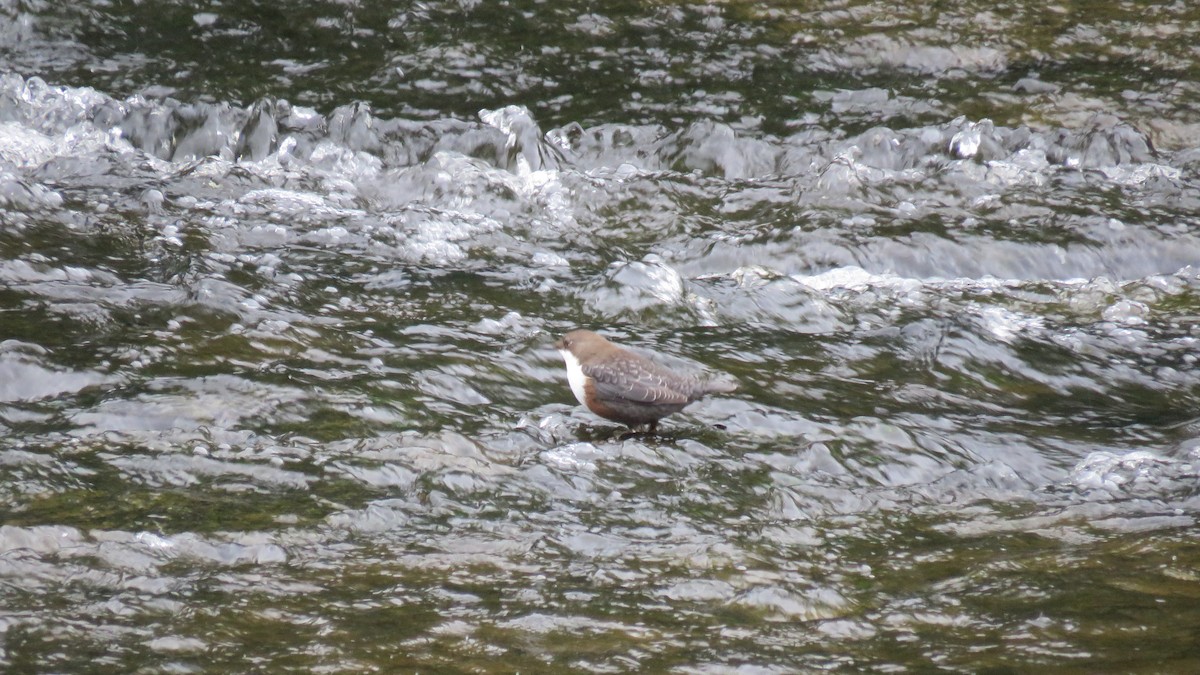 White-throated Dipper - ML614703662