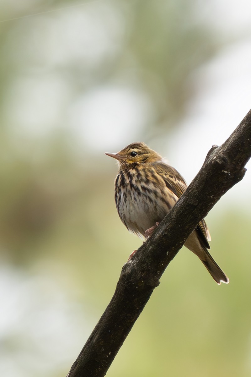 Olive-backed Pipit - ML614703701
