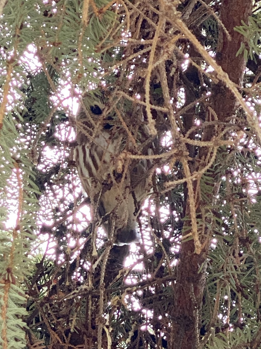 Northern Saw-whet Owl - Debbie Sutherland