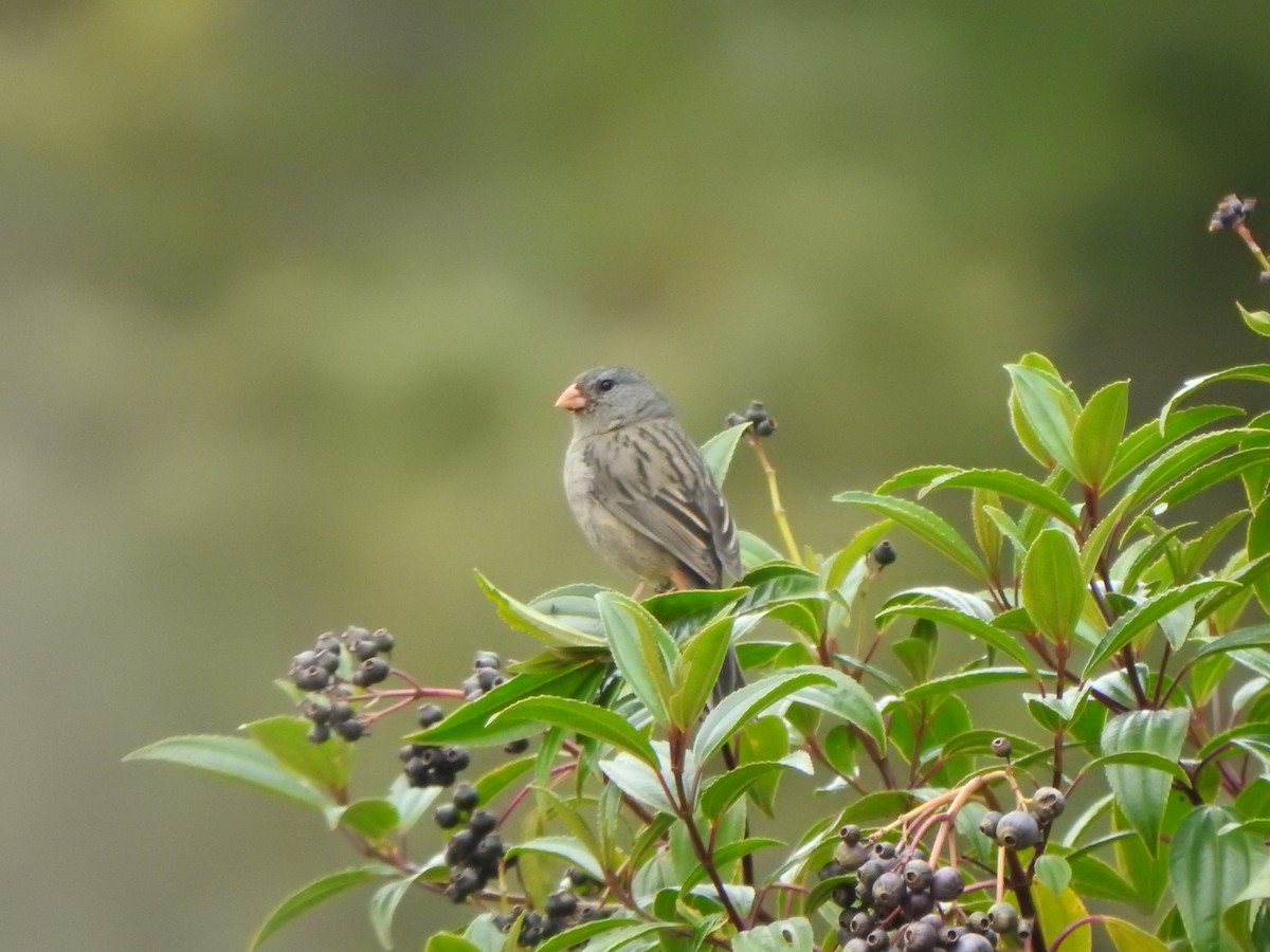 Plain-colored Seedeater - Bev Agler